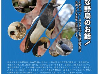 【まちの元気塾】身近な野鳥のお話！